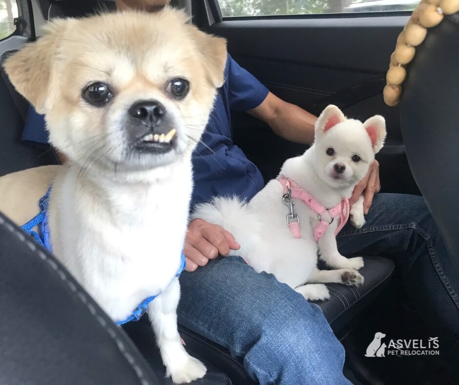 Cosmo and Luna safely relocated from Vietnam to South Africa and reunited with their owner after quarantine