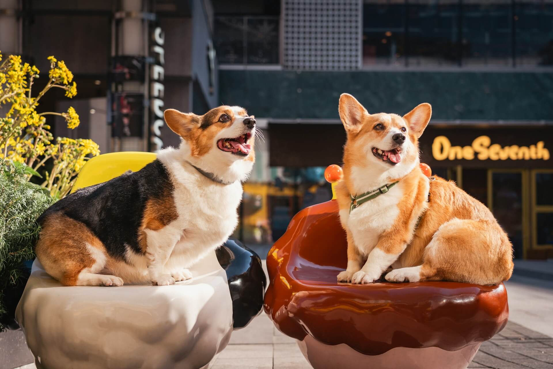 Pet relocation background