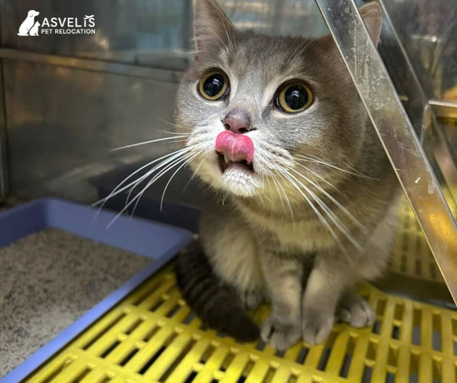 Taco the cat safely relocated to the United Kingdom